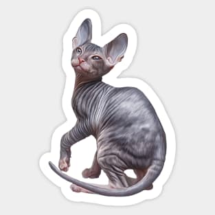 Drawing Sphynx kitten Sticker